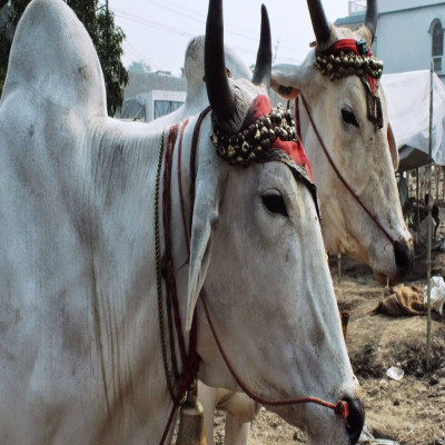Kundri Mela Tours